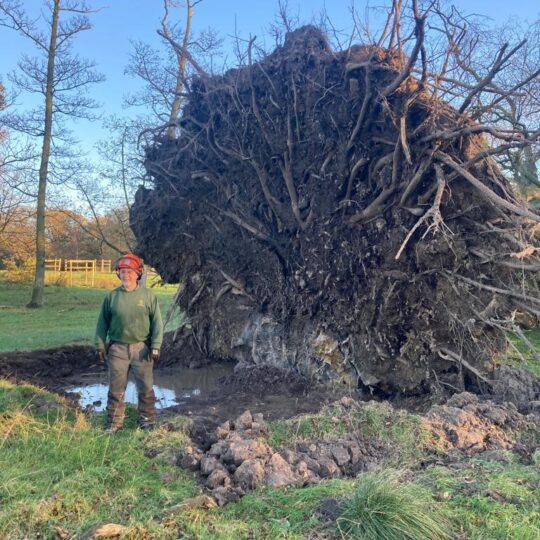 A large tree uprooted on the Knowsley Estate