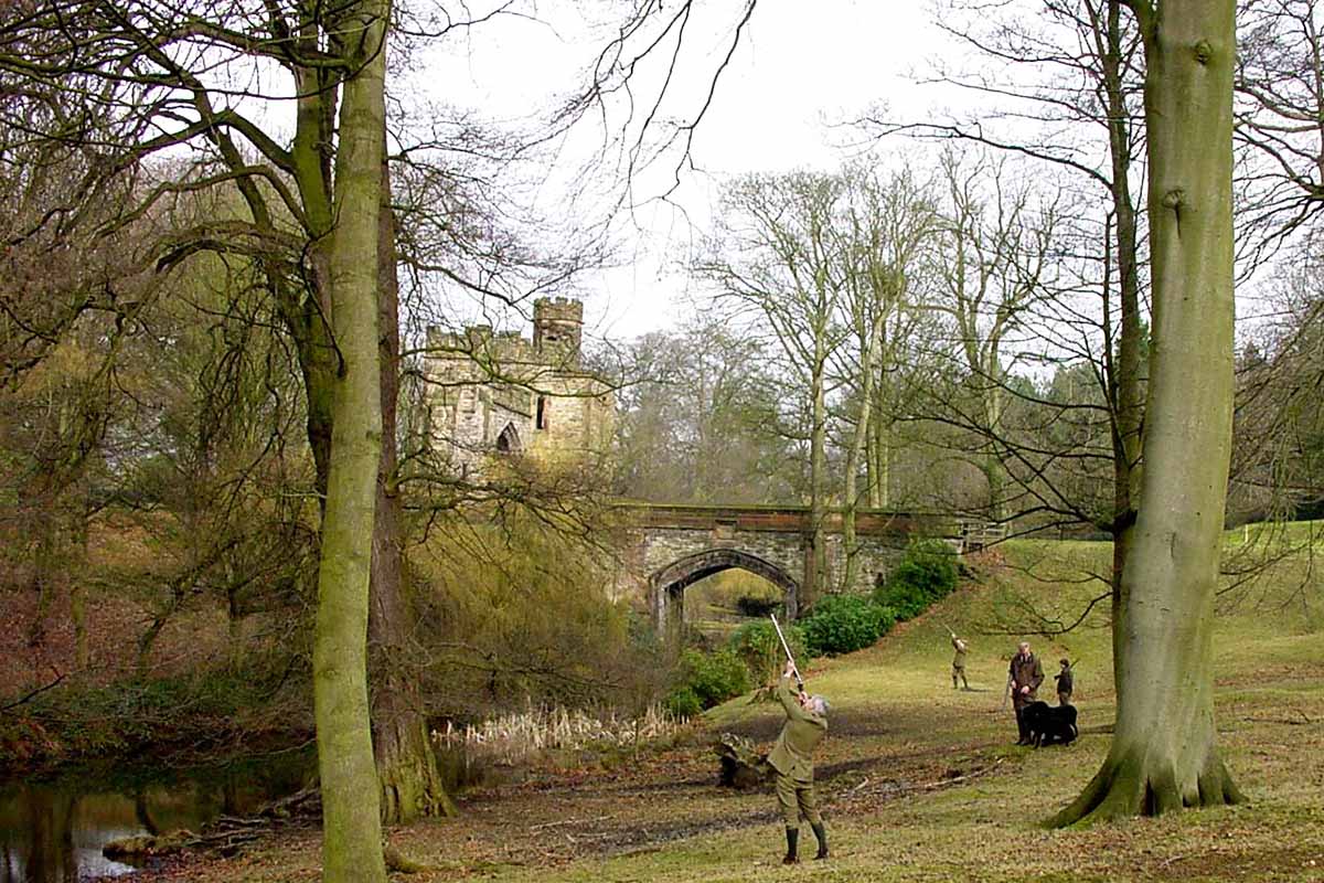 Shooting pheasants in woodland